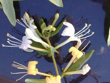 In una siepe - Lonicera japonica